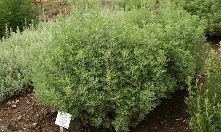 Abrótano macho: usos, cultivo y propiedades 2 Cultivo de abrótano macho