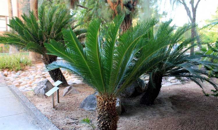 10 Plantas en peligro de extinción 12 Cycadaceae plantas en extinción