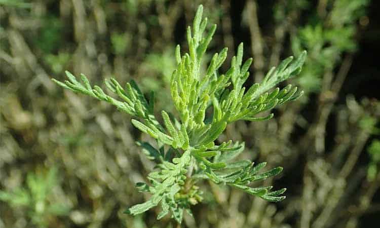 Abrótano macho: usos, cultivo y propiedades 3 Hojas de abrótano macho