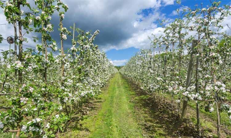 ¿Por qué se valora tanto la manzana reineta? 5 Plantación de manzanos