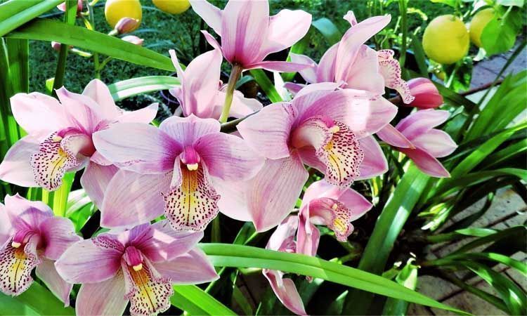 10 Plantas en peligro de extinción 11 Plantas orquídeas