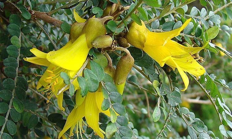 10 Plantas en peligro de extinción 9 Sophora Toromiro plantas en peligro de extinción