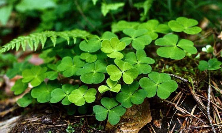 10 Plantas en peligro de extinción 4 Trébol de cuatro hojas
