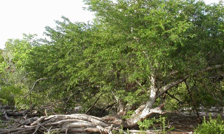 10 Plantas en peligro de extinción 7 extinción Árbol Pokemeboy 1
