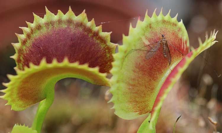 10 Plantas en peligro de extinción 3 venus atrapamoscas plantas en peligro de extinción