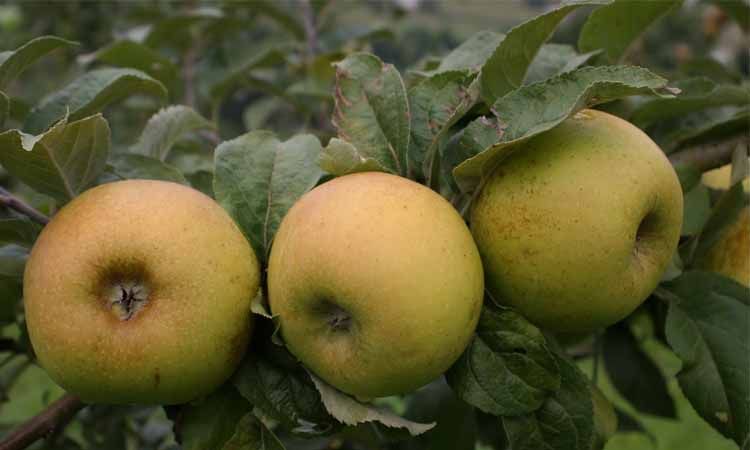 ¿Por qué se valora tanto la manzana reineta? 3 Árbol manzano reineta