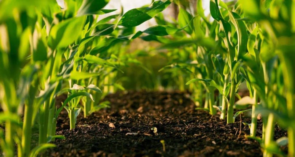 Sistema Norfolk: un aliado en la rotación de cultivos 9 Cultivo de maíz joven bajo sistema de rotación Norfolk
