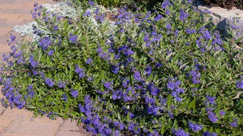 15 arbustos con flores para tu jardín 8 Caryopteris × clandonensis arbusto