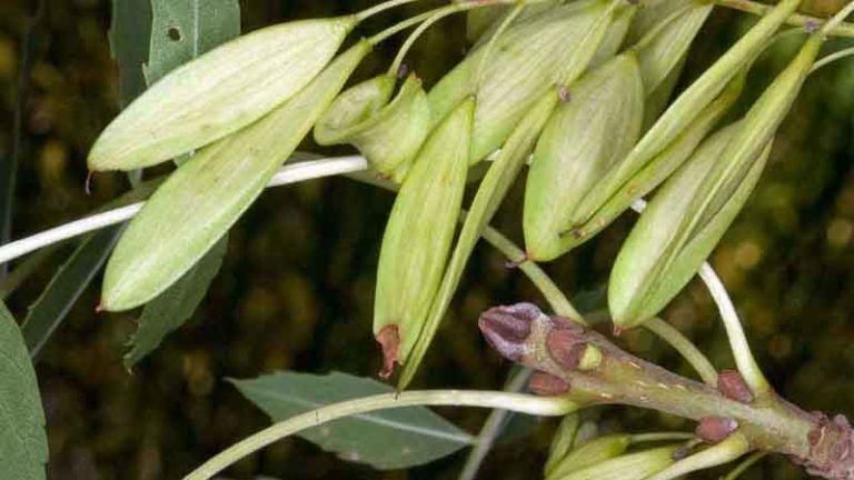 Cultivo del fresno sureño (Fraxinus angustifolia) - Antes Todo Esto Era ...