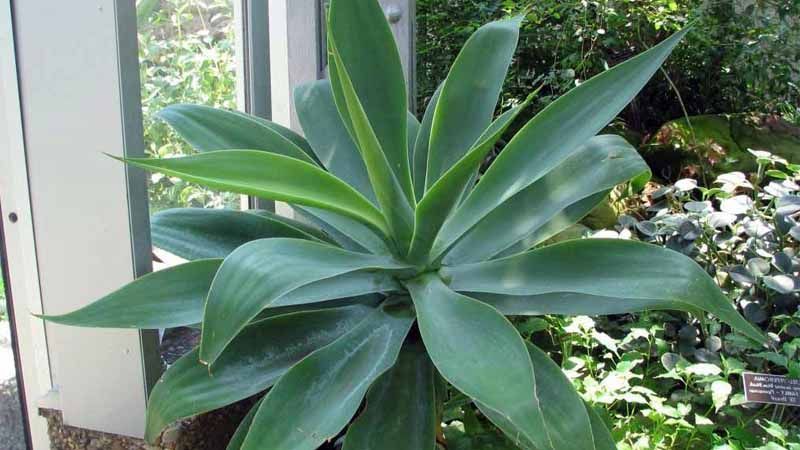 Agave attenuata: cultivo y cuidados 2 Agave attenuata