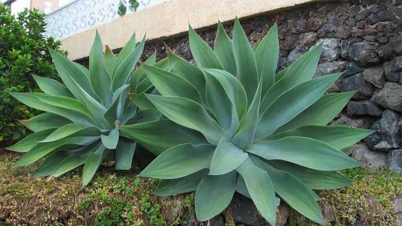 Agave attenuata: cultivo y cuidados 4 Cultivo de Agave attenuata