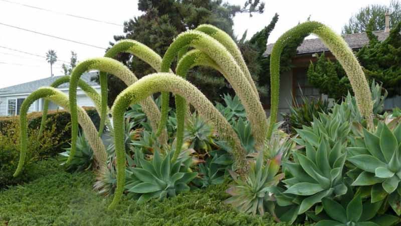 Agave attenuata: cultivo y cuidados 3 Floración Agave attenuata