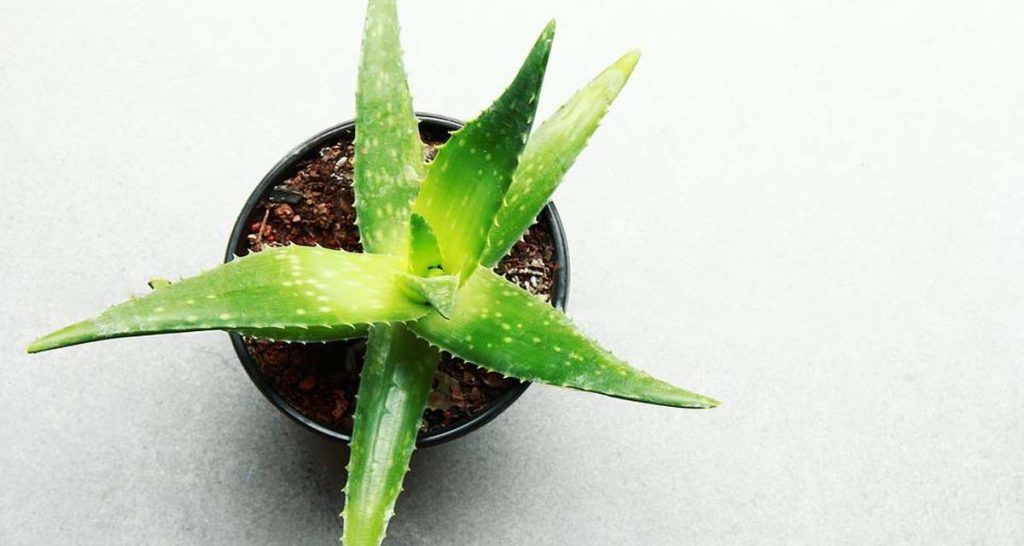 Top plantas purificadoras de aire para nuestro hogar 9 Aloe vera y hojas marrones