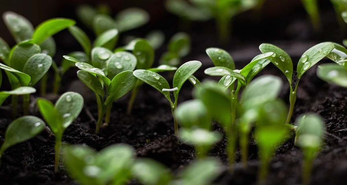 Tipos de fertilizantes según la fase de cultivo 2 Fertilizantes por etapas