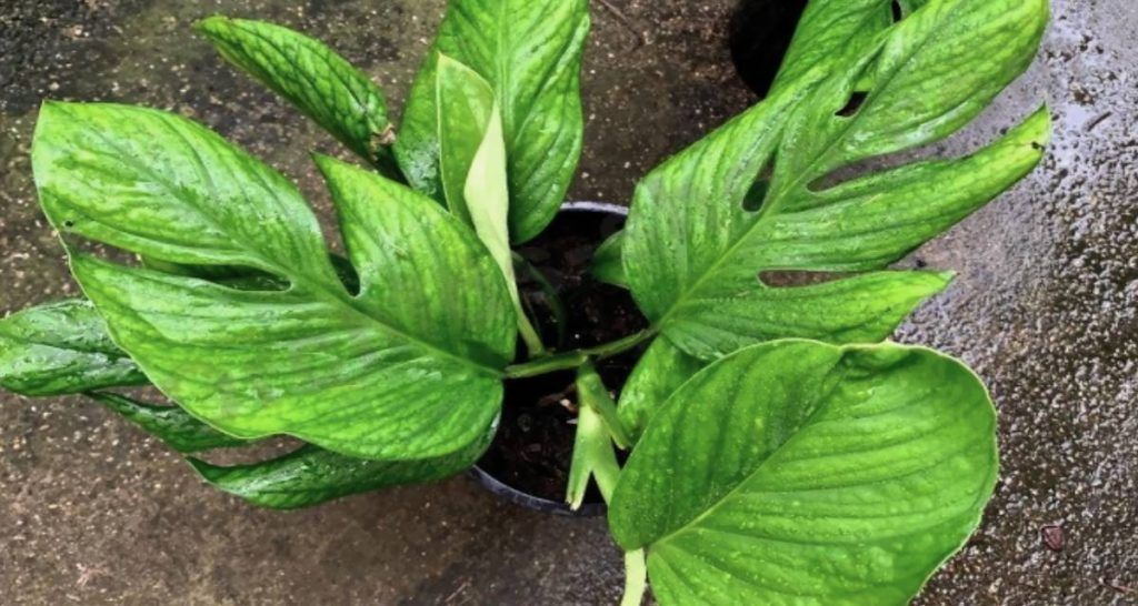 Tipos de Monstera para cuidar en el hogar 6 Monstera pinnatipartita
