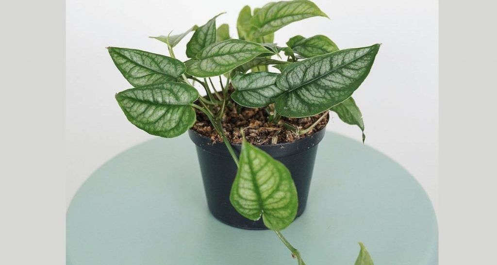 Tipos de Monstera para cuidar en el hogar 8 Monstera silpetecana