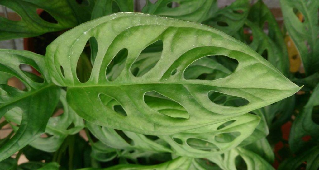 Tipos de Monstera para cuidar en el hogar 9 Tipos de Monstera obliqua