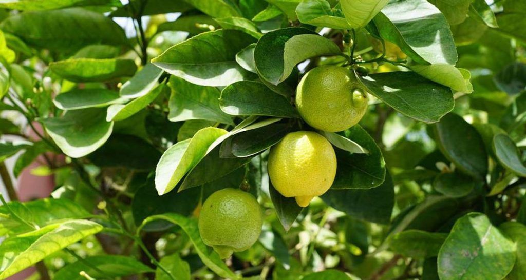 Top árboles para terrazas a pleno Sol 8 Hojas amarillentas en limonero