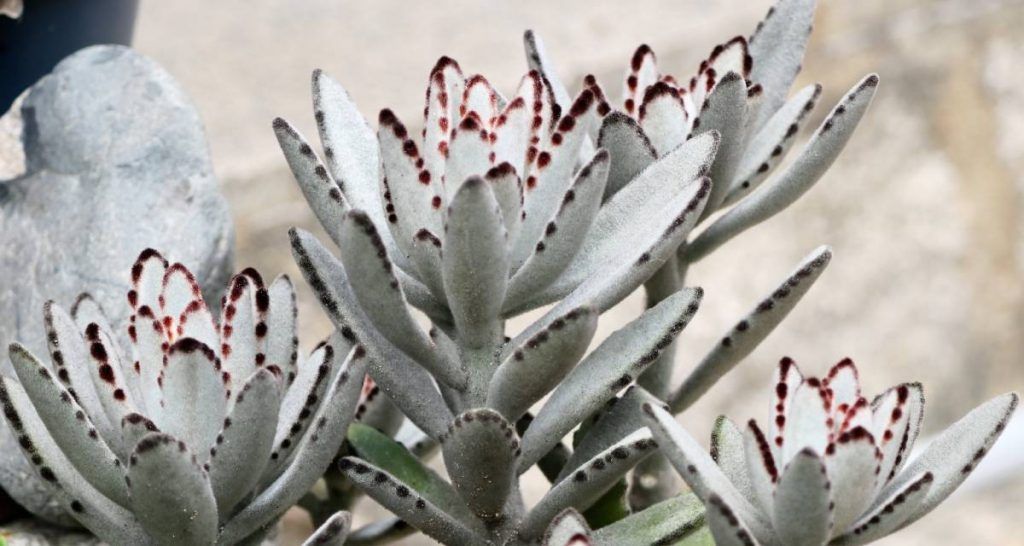 Top plantas suculentas para interiores con poca luz 11 Kalanchoe tomentosa