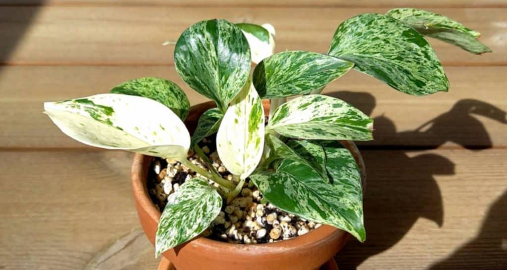 Top plantas purificadoras de aire para nuestro hogar 6 Potos Marble Queen
