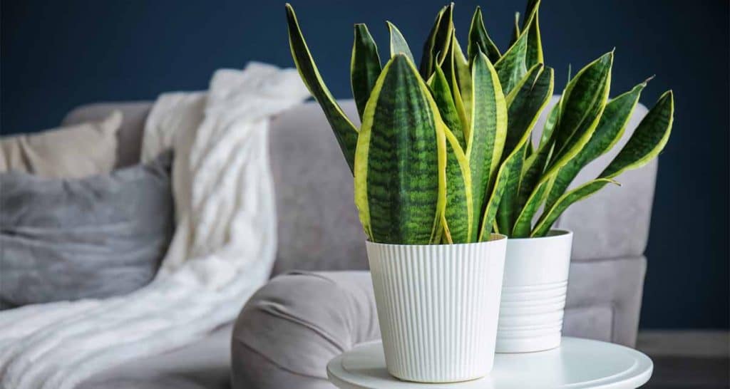 Top plantas purificadoras de aire para nuestro hogar 5 Sansevieria trifasciata maceta