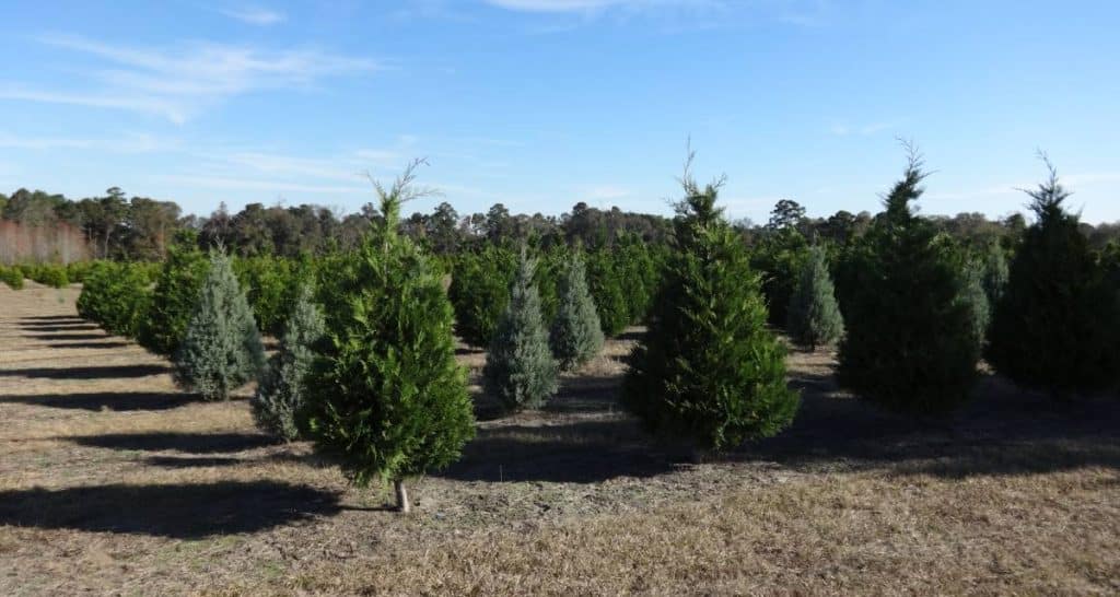 13 arbustos perennes de rápido crecimiento 6 Cupressus × leylandii