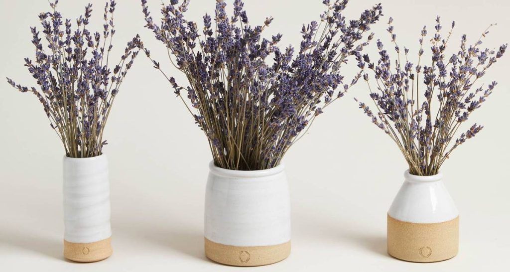 Cómo conservar lavanda seca en casa 9 Conservar lavanda seca