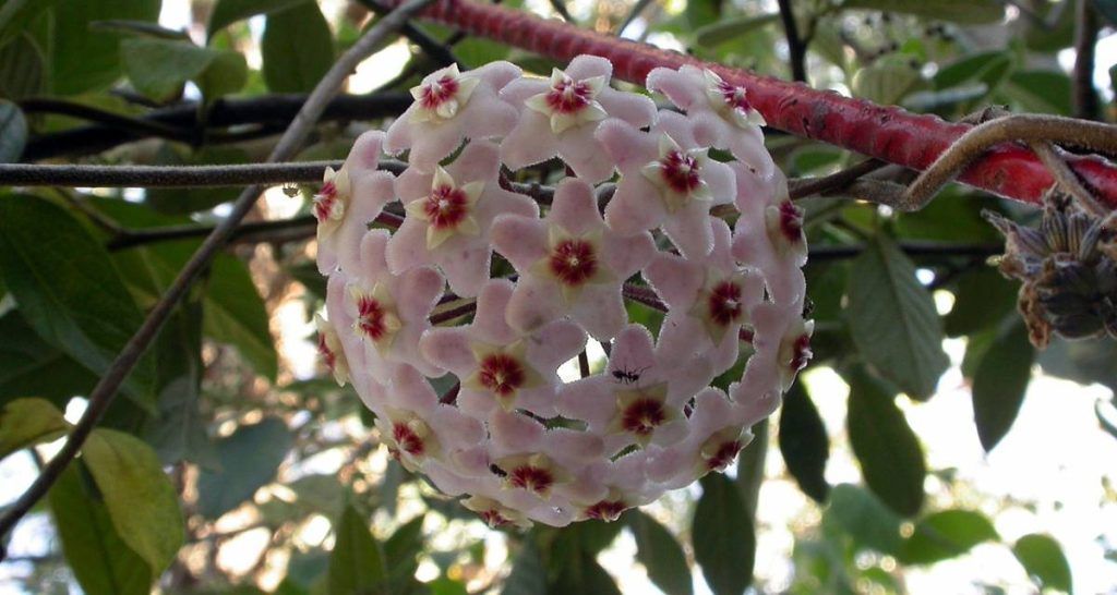 Guía de cultivo de la flor de porcelana (Hoya carnosa) 3 Hoya carnosa floracion