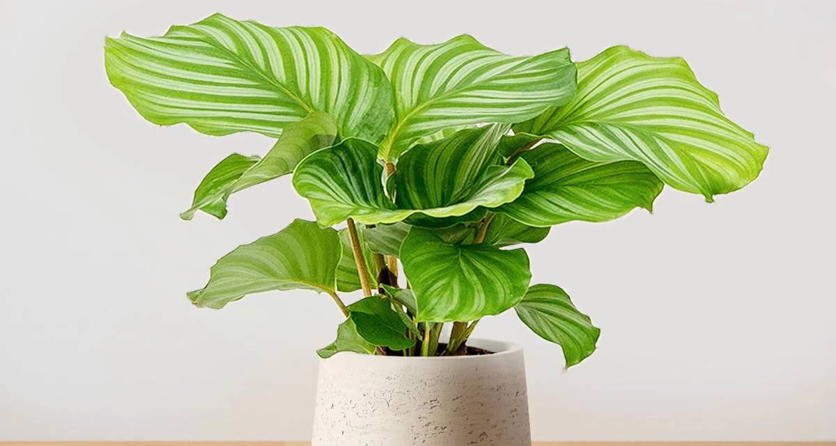 Calathea orbifolia: lleva la selva tropical a tu hogar 2 Planta calathea orbifolia en maceta