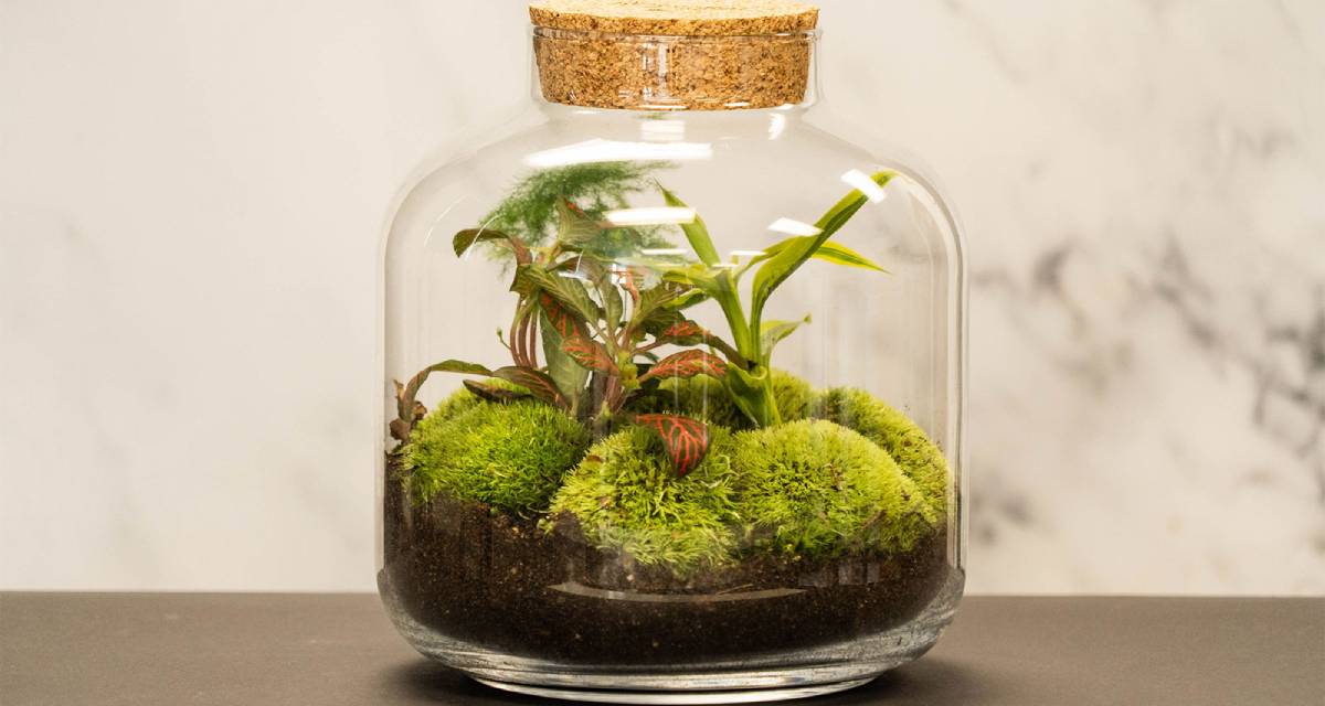 Plantas para terrarios cerrados, ¿cuáles son las mejores? 2 Plantas terrario cerrado
