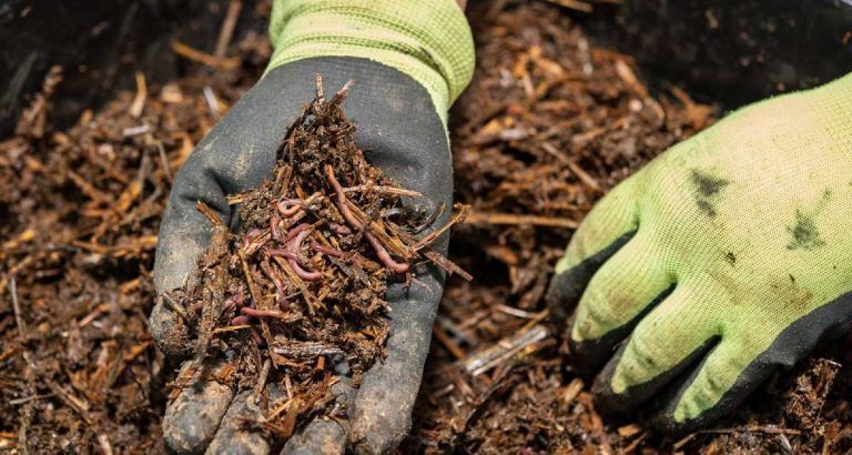Vermicompostaje con lombrices
