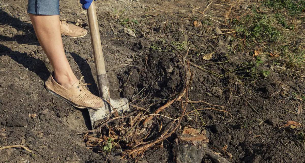¿Es interesante excavar alrededor de los árboles? 2 excavar alrededor de los árboles
