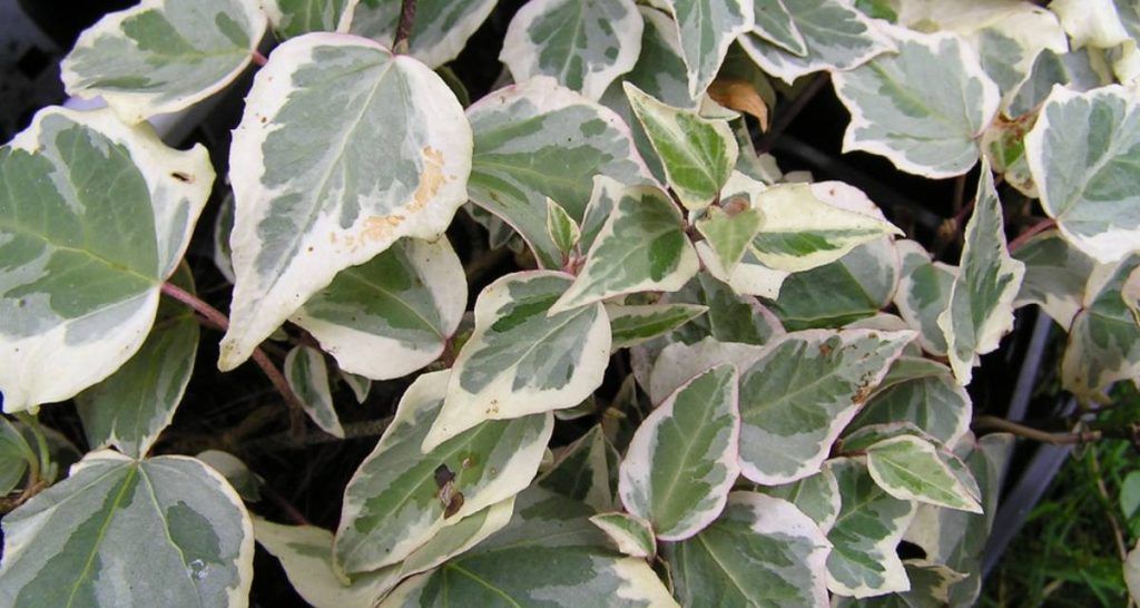 Tipos de hiedra: clases y variedades 5 Hedera helix ‘Little Diamond