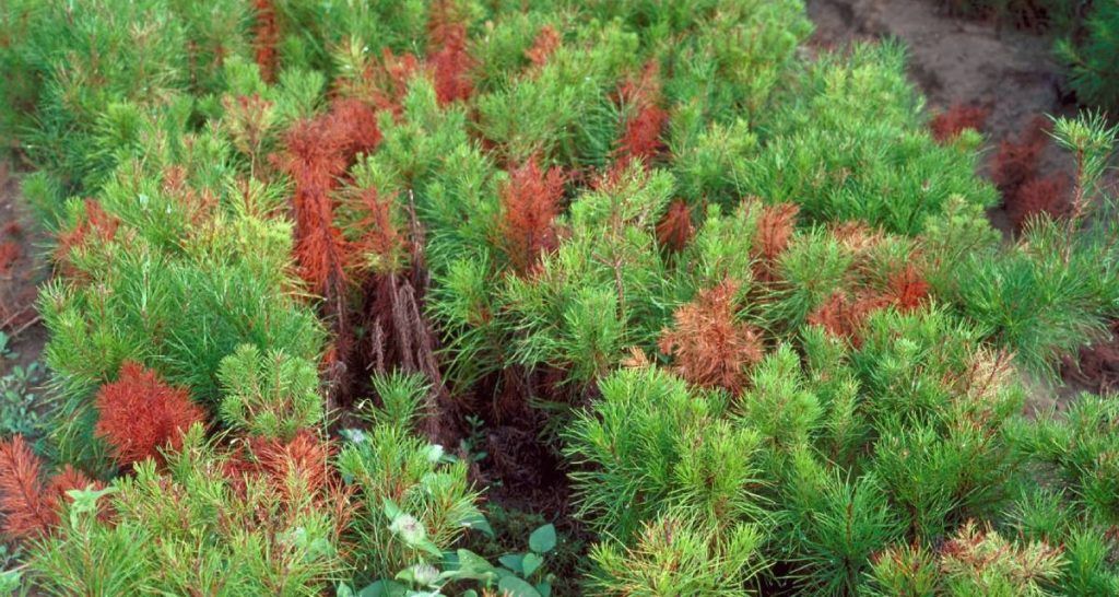 Enfermedades de los pinos: identificación y control 4 Mal de las coniferas pinos