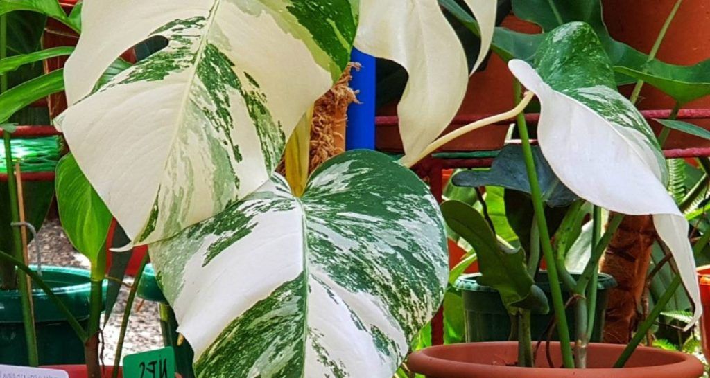 Tipos de Monstera para cuidar en el hogar 4 Monstera borsigniana
