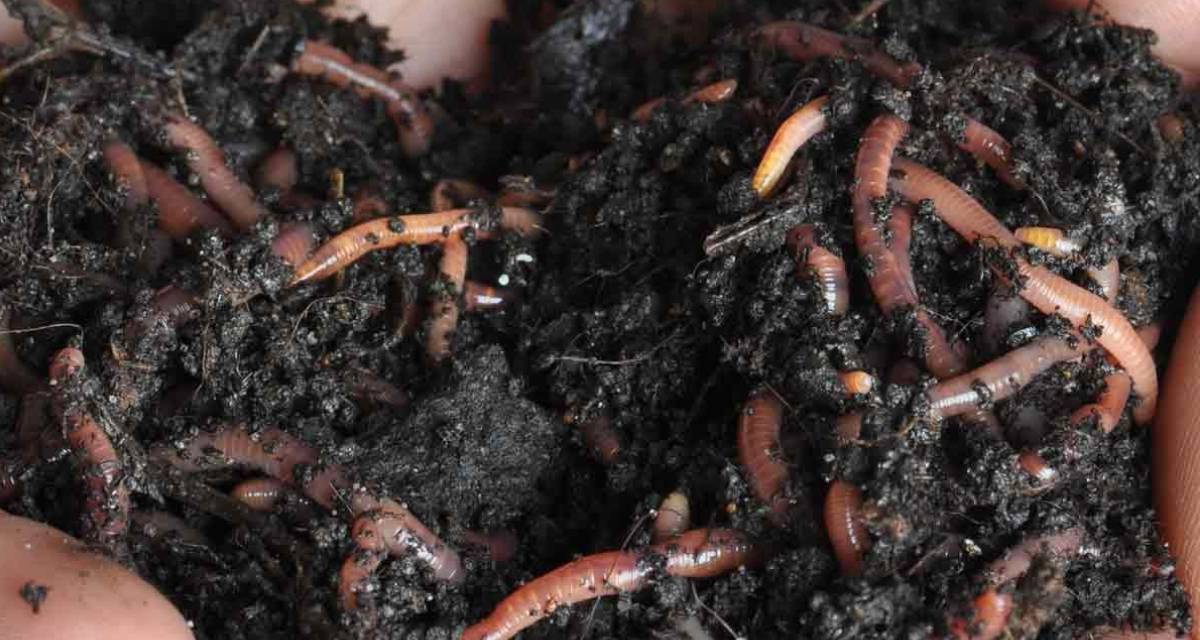 ¿Puede el humus de lombriz "quemar" las plantas? 2 Problemas humus de lombriz