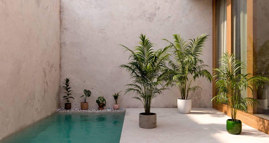 10 tipos de palmeras de interior para tu hogar 11 Dypsis lutescens palmera de interior