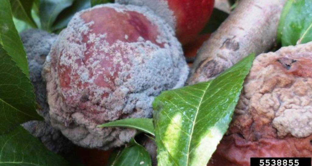 Principales enfermedades del membrillo o membrillero 4 Enfermedades del membrillero Botrytis cinerea