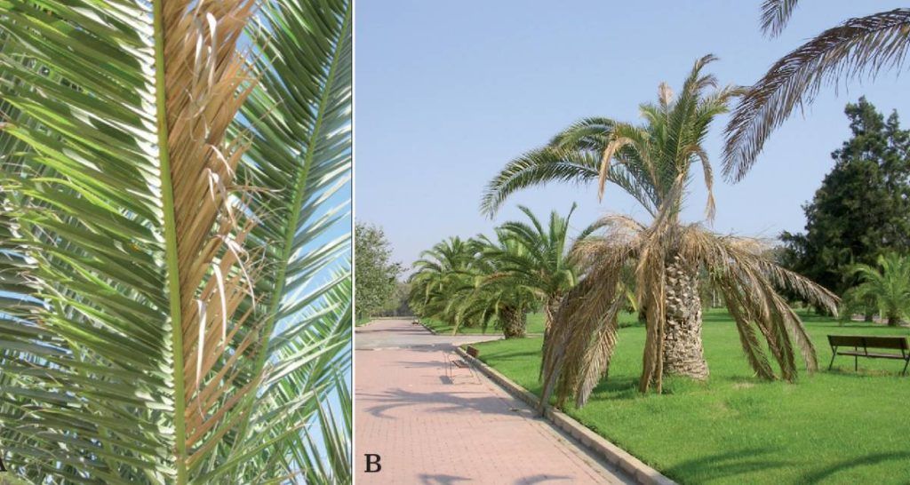 Guía de enfermedades de las palmeras 4 Fusarium en palmera