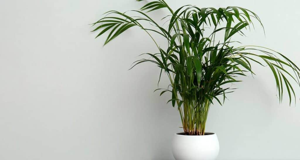 10 tipos de palmeras de interior para tu hogar 12 Palmera Kentia Howea forsteriana