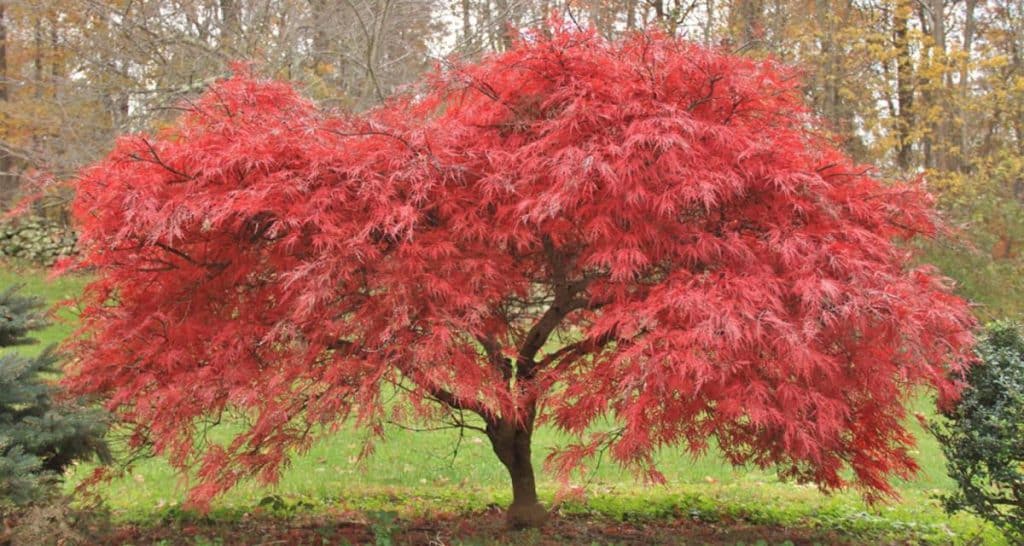 11 plantas japonesas para tu casa y jardín 13 Arce japones plantas japonesas