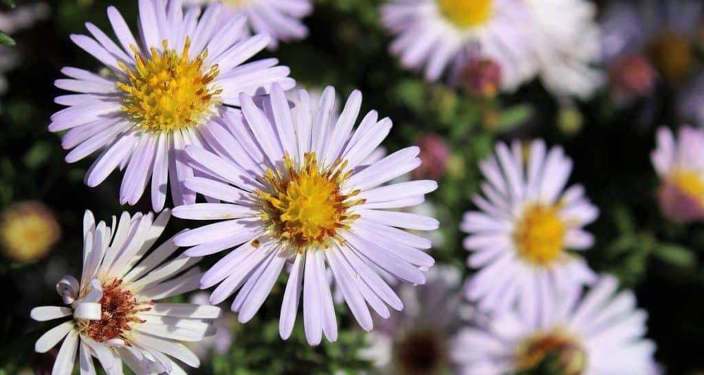10 flores duraderas para cementerio 11 Aster flores cementerio