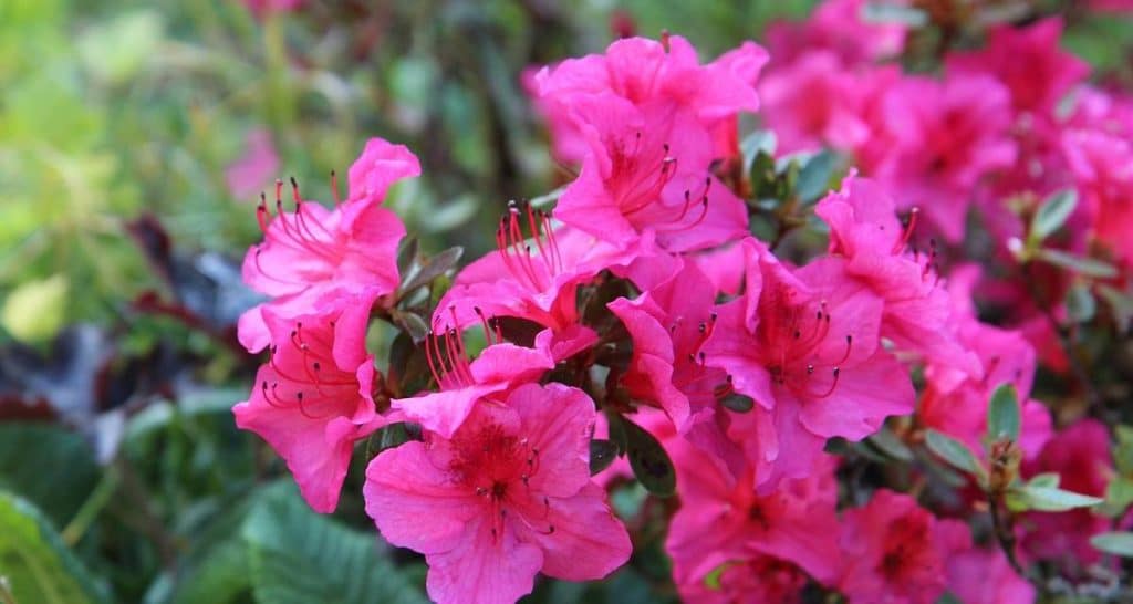 11 plantas japonesas para tu casa y jardín 12 Azalea japonesa