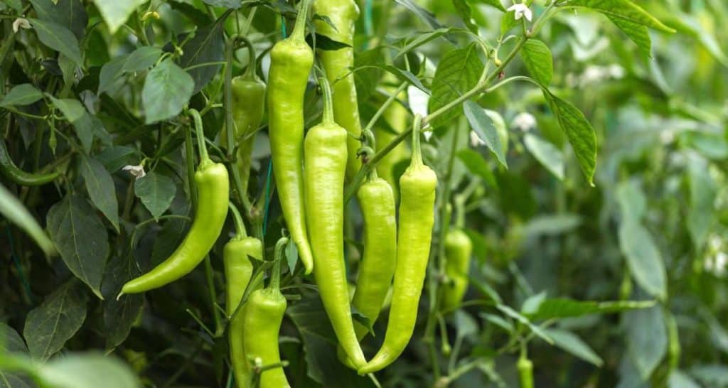 9 consejos básicos para cultivar piparras 3 Cultivo de piparras