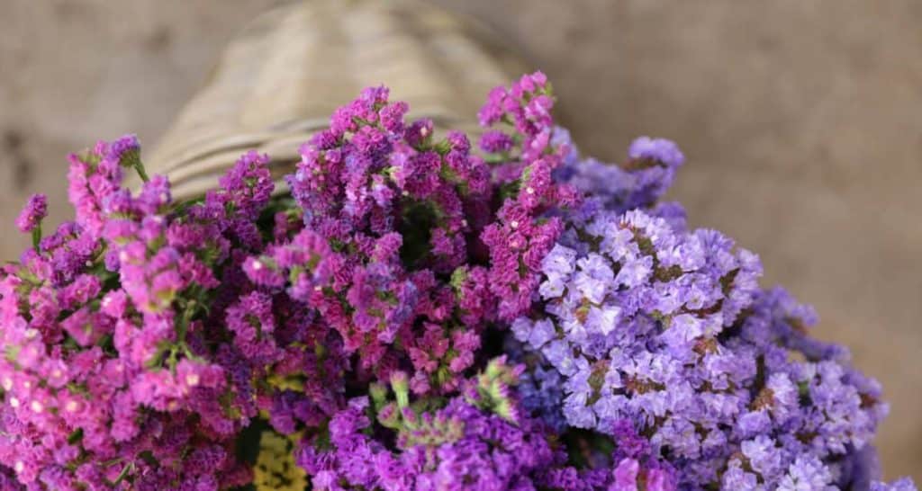 10 flores duraderas para cementerio 12 Limonium cementerios