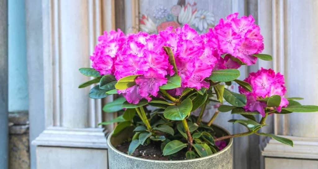 10 plantas tóxicas para perros 8 Azalea y mascotas