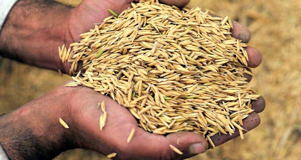 Cascarilla de arroz: guía de aplicaciones en agricultura 2 Cascarilla de arroz agricultura