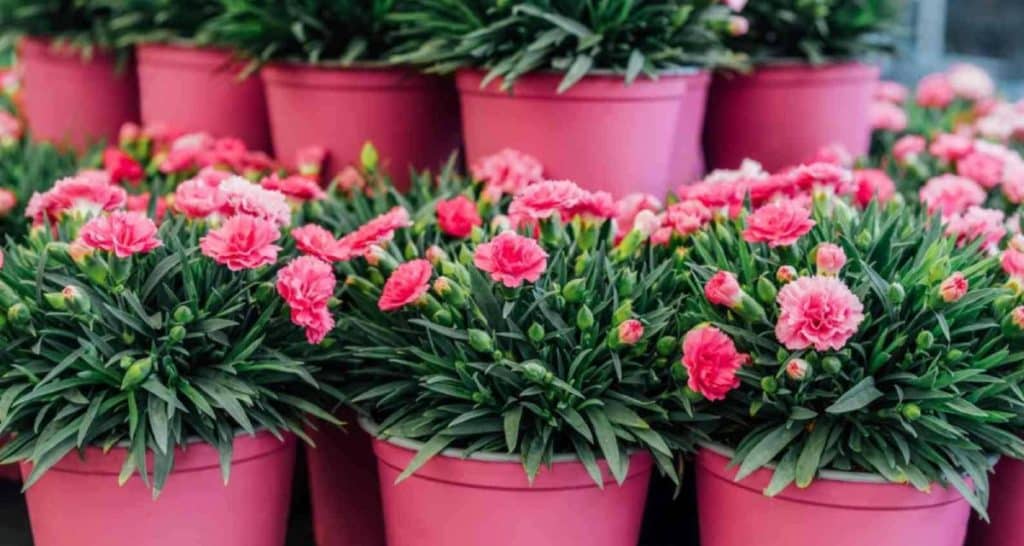 Plantas de balcón para todo el año 11 Clavel para balcones y terrazas