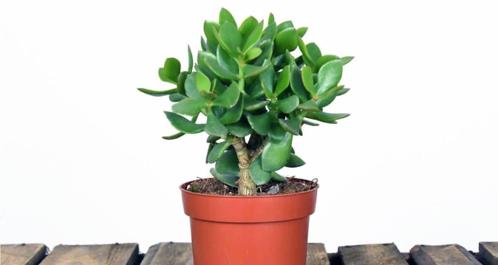 Plantas de balcón para todo el año 10 Crassula ovata plantas para el balcon