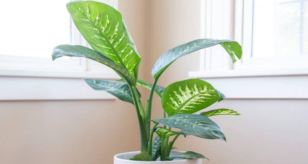 10 plantas tóxicas para perros 6 Dieffenbachia maceta